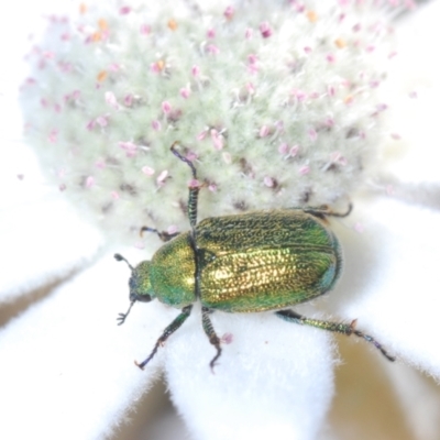 Diphucephala sp. (genus) (Green Scarab Beetle) at Ulladulla, NSW - 25 Sep 2023 by Harrisi