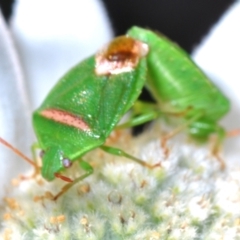 Ocirrhoe unimaculata (Green Stink Bug) at Ulladulla, NSW - 25 Sep 2023 by Harrisi