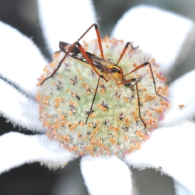 Gynoplistia sp. (genus) (Crane fly) at Ulladulla, NSW - 25 Sep 2023 by Harrisi