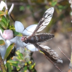 Unidentified Bee fly (Bombyliidae) at Sassafras, NSW - 24 Sep 2023 by Harrisi