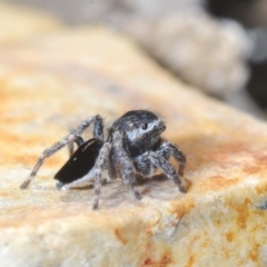 Maratus proszynskii (Peacock spider) at Sassafras, NSW - 24 Sep 2023 by Harrisi