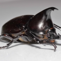 Xylotrupes australicus at Wellington Point, QLD - suppressed