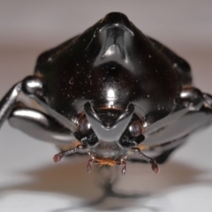 Xylotrupes australicus at Wellington Point, QLD - suppressed