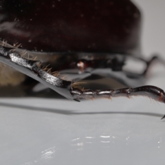 Xylotrupes australicus at Wellington Point, QLD - suppressed