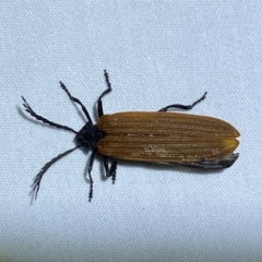 Porrostoma sp. (genus) (Lycid, Net-winged beetle) at Jerrabomberra, NSW - 25 Sep 2023 by SteveBorkowskis