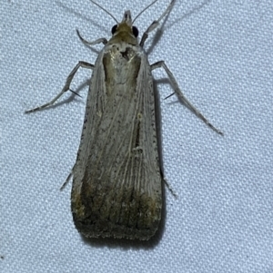 Lygephila fallax at Jerrabomberra, NSW - 25 Sep 2023