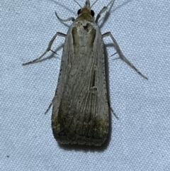 Lygephila fallax at Jerrabomberra, NSW - 25 Sep 2023