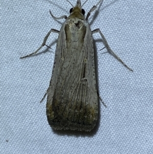 Lygephila fallax at Jerrabomberra, NSW - 25 Sep 2023