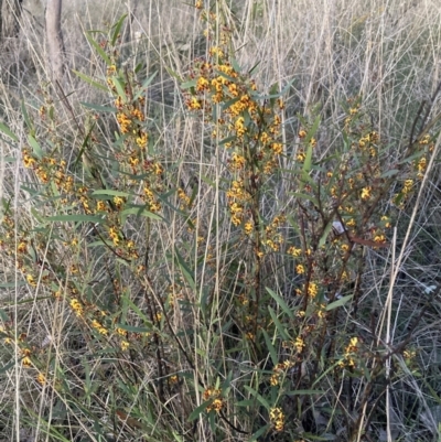 Daviesia mimosoides subsp. mimosoides at Hackett, ACT - 24 Sep 2023 by waltraud