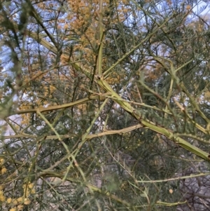 Acacia decurrens at Hackett, ACT - 24 Sep 2023 06:09 PM