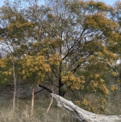 Acacia decurrens at Hackett, ACT - 24 Sep 2023 06:09 PM