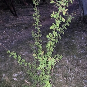 Pyrus sp. at Hackett, ACT - 24 Sep 2023