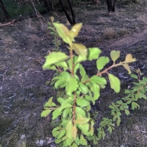 Pyrus sp. at Hackett, ACT - 24 Sep 2023