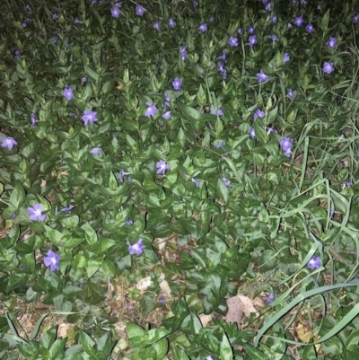 Vinca major (Blue Periwinkle) at Hackett, ACT - 24 Sep 2023 by waltraud