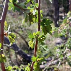 Crataegus monogyna at Watson, ACT - 25 Sep 2023 03:10 PM