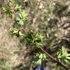 Crataegus monogyna at Watson, ACT - 25 Sep 2023 03:10 PM