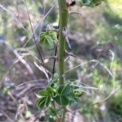 Rosa rubiginosa (Sweet Briar, Eglantine) at Watson, ACT - 25 Sep 2023 by waltraud