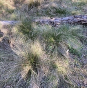 Nassella trichotoma at Majura, ACT - 25 Sep 2023