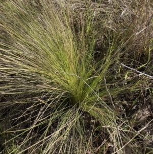 Nassella trichotoma at Watson, ACT - 25 Sep 2023