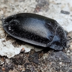 Pterohelaeus striatopunctatus (Darkling beetle) at Lyneham, ACT - 26 Sep 2023 by trevorpreston