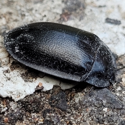 Pterohelaeus striatopunctatus (Darkling beetle) at Lyneham, ACT - 26 Sep 2023 by trevorpreston