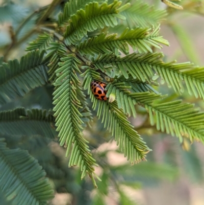 Peltoschema oceanica (Oceanica leaf beetle) at Mount Majura - 23 Sep 2023 by Miranda