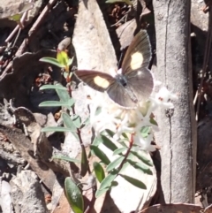 Candalides xanthospilos (Yellow-spotted Blue) at Woodlands, NSW - 24 Sep 2023 by plants