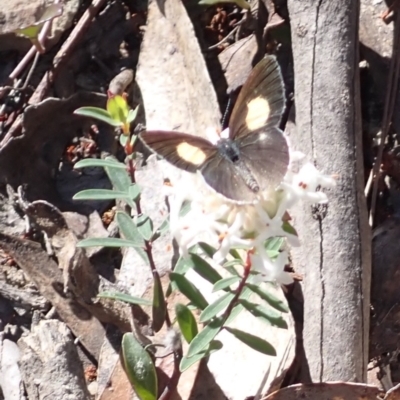 Candalides xanthospilos (Yellow-spotted Blue) at Woodlands, NSW - 24 Sep 2023 by plants