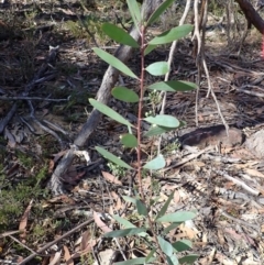 Persoonia glaucescens (Mittagong Geebung) at Woodlands, NSW - 24 Sep 2023 by plants