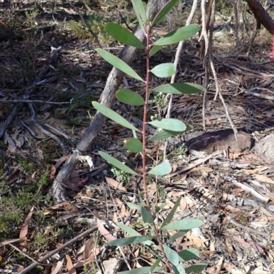 Persoonia glaucescens (Mittagong Geebung) by plants