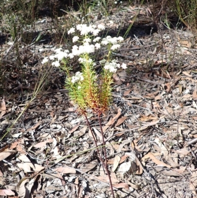 Poranthera corymbosa (Clustered Poranthera) at Woodlands, NSW - 24 Sep 2023 by plants