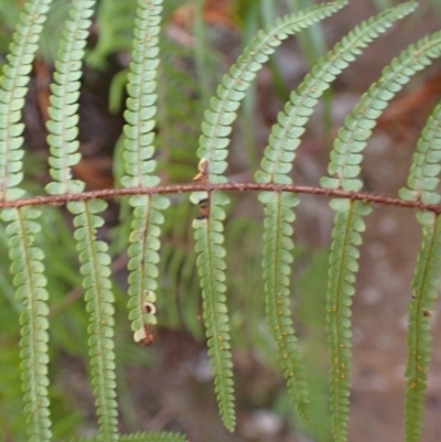 Gleichenia microphylla (Scrambling Coral Fern) at Woodlands, NSW - 24 Sep 2023 by plants