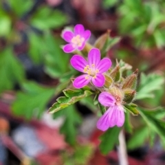 Geranium robertianum (Herb Robert) at Lyneham Wetland - 26 Sep 2023 by trevorpreston