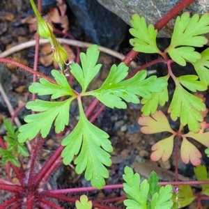 Geranium robertianum at Lyneham, ACT - 26 Sep 2023 08:09 AM