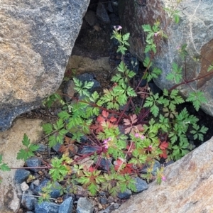 Geranium robertianum at Lyneham, ACT - 26 Sep 2023 08:09 AM