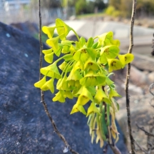 Euphorbia characias at Lyneham, ACT - 26 Sep 2023 08:06 AM