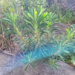 Euphorbia characias at Lyneham, ACT - 26 Sep 2023 08:06 AM