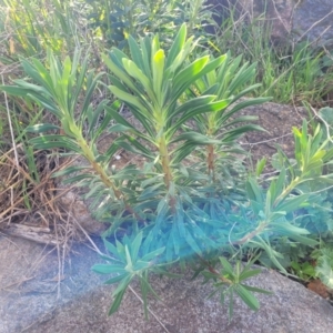 Euphorbia characias at Lyneham, ACT - 26 Sep 2023 08:06 AM