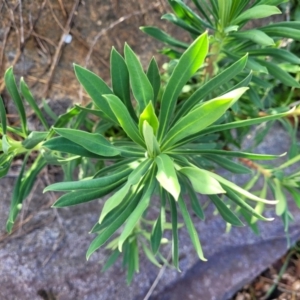 Euphorbia characias at Lyneham, ACT - 26 Sep 2023 08:06 AM