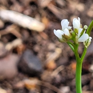 Cardamine hirsuta at Lyneham, ACT - 26 Sep 2023