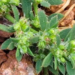 Paronychia brasiliana at Lyneham, ACT - 26 Sep 2023