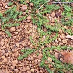 Paronychia brasiliana at Lyneham, ACT - 26 Sep 2023