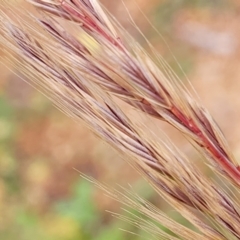 Vulpia sp. (A Squirreltail Fescue) at Lyneham, ACT - 26 Sep 2023 by trevorpreston