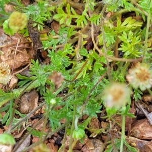 Cotula australis at Lyneham, ACT - 26 Sep 2023