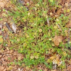 Cotula australis at Lyneham, ACT - 26 Sep 2023