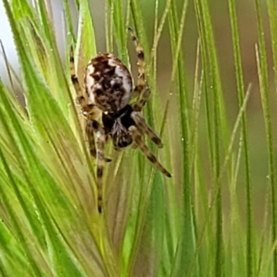 Araneus hamiltoni (Hamilton's Orb Weaver) at Lyneham, ACT - 26 Sep 2023 by trevorpreston