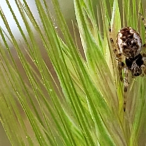 Araneus hamiltoni at Lyneham, ACT - 26 Sep 2023