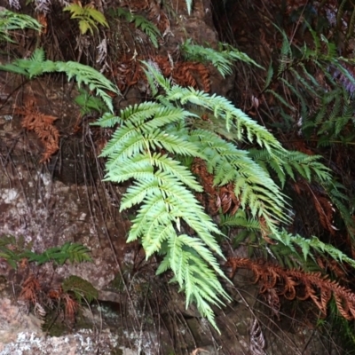 Todea barbara (King Fern) at Woodlands, NSW - 24 Sep 2023 by plants