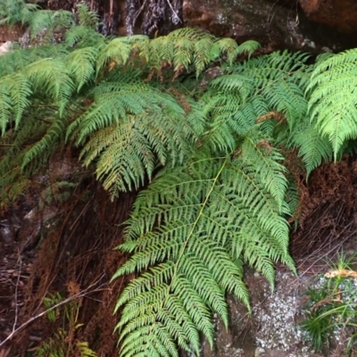 Calochlaena dubia (Rainbow Fern) at Woodlands, NSW - 24 Sep 2023 by plants