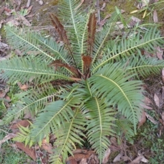 Blechnum nudum (Fishbone Water Fern) at Woodlands, NSW - 25 Sep 2023 by plants